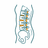 spine